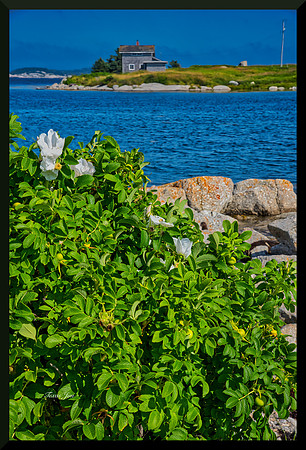 Saltwater Roses by the Harbour for web DSC_4485