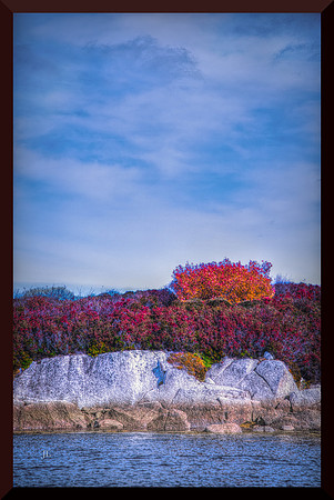 Burning Bush DSC_1977