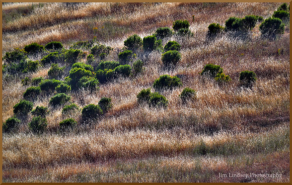 The Herd in the High Grass w border DSC_0725
