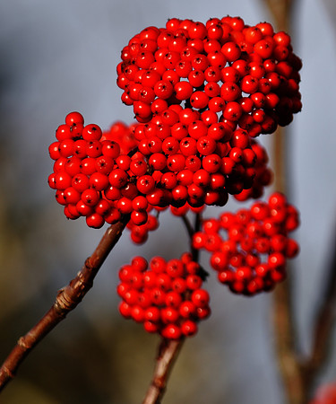 Winterberry Holly 2 DSC_3659