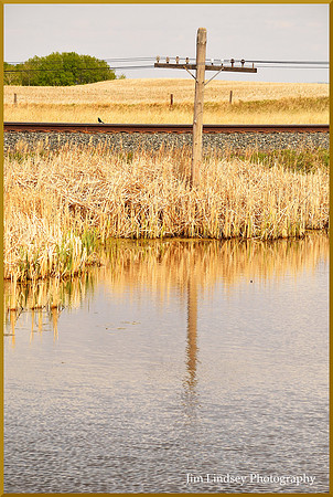 The Short Pole and the Bird on the Tracks w border DSC_0558