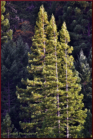 Three Redwoods w border DSC_0264