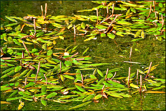 Pond Growth 2 w sig DSC_0973