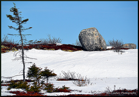 Scrub and Erratic w border DSC_0360