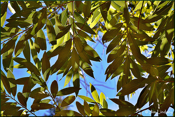 Bay Laurel w border DSC_0626