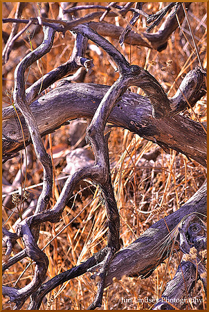 Deadwood Dithyramb w border DSC_0757