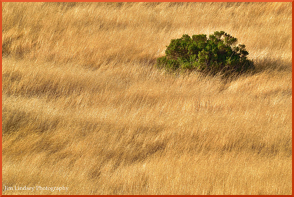 Wild Oats and Laurel  w border DSC_0735