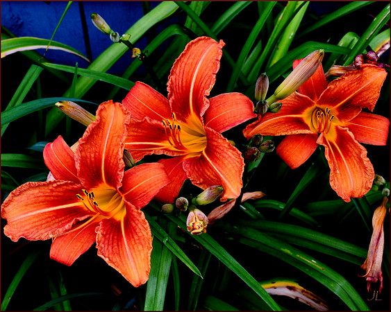 Day Lilies w sig DSC_0719