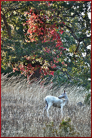 White Deer w border DSC_0943