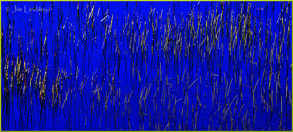 Bog Grass w border DSC_0313