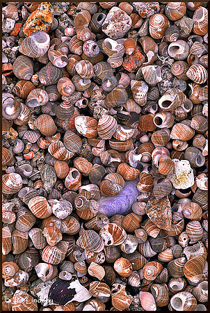 Seashells by the Seashore w border DSC_0399