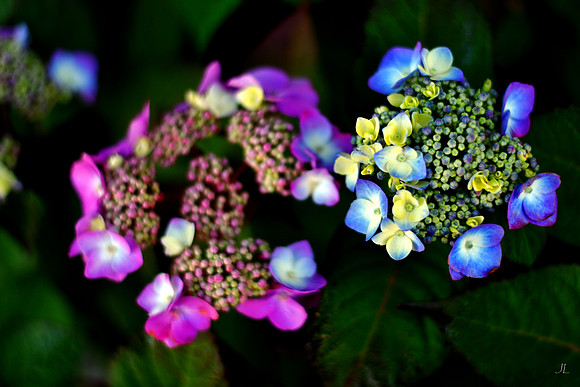 Hydrangea w sig DSC_1418