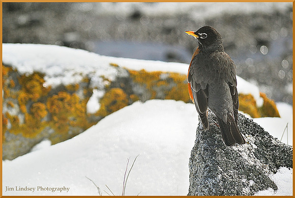 My Careful Guest w border DSC_0639