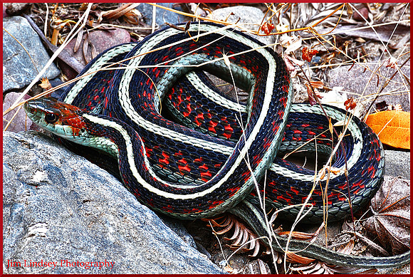 The Snake That Posed w border DSC_0189