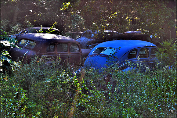 Cars in the Woods w sig DSC_0739