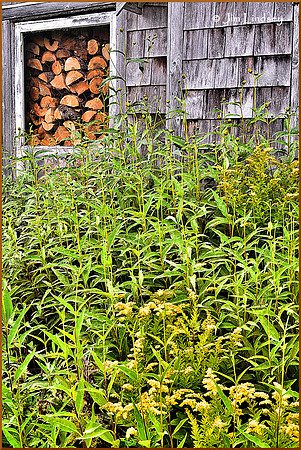 Behind My Neighbour's Woodshed w border DSC_0509