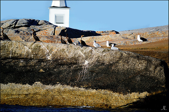 Seabirds and Steeple w sig DSC_0263