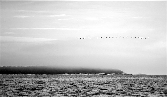 Geese at the Fog Line DSC_0133