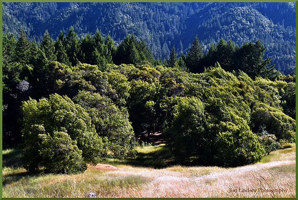 The Trees in the Breeze from the Sea w border DSC_0986
