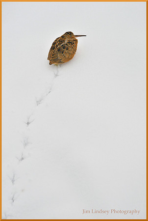 Shore Bird 3  w border DSC_0130