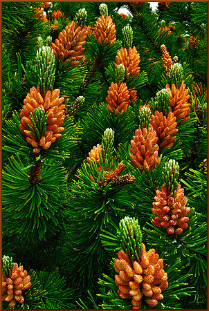Mugo New Growth - Many DSC_1193