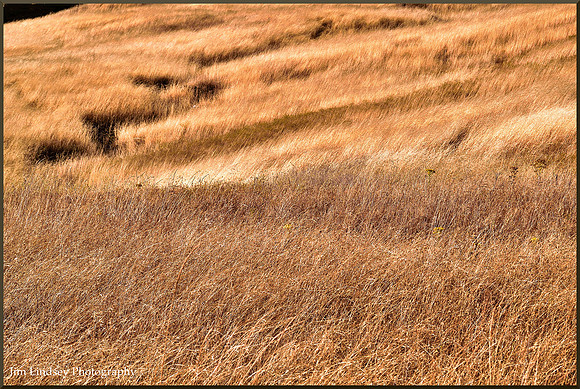 Hillside with Wild Oats and Thistle w border DSC_0739