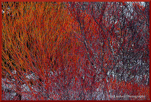 From the Snow Exploding w border DSC_0046