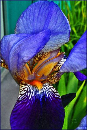 Invitation from an Iris DSC_1125