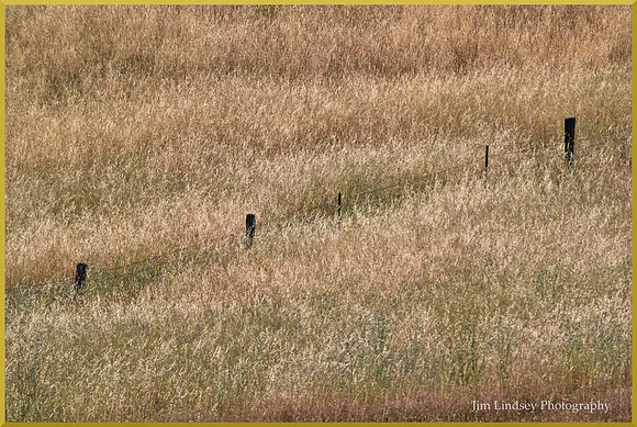 The Fence in the High Grass w border DSC_0591