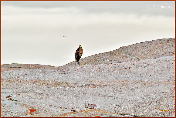 Queen of Solitude w border DSC_0121