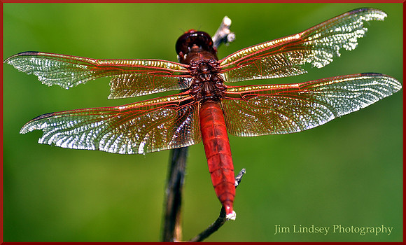 Flame Skimmer with Ragged Wings w border DSC_0418
