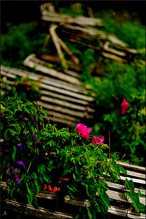 Saltwater Rose w sig DSC_1058