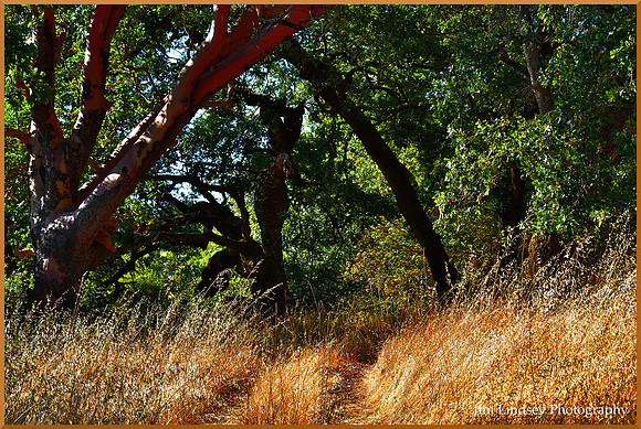 Shapes in the Woods w border DSC_0826