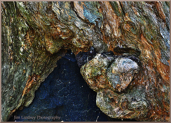 Redwood Stump Detail w border DSC_0169