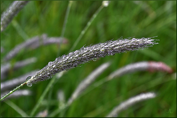 The Bliss in the Long Grass DSC_0462