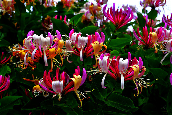 Honeysuckle 3 w sig DSC_0723