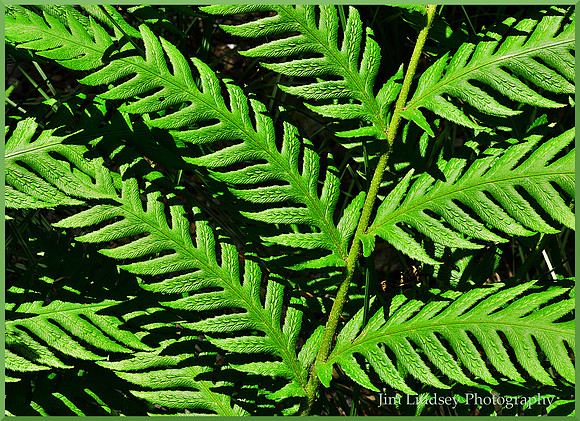 Fern w border DSC_0133