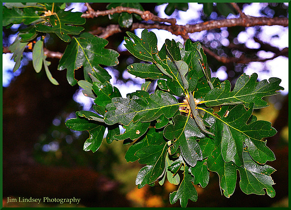 Live Oak Leaf Cluster w border DSC_0296