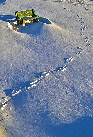 Where the Deer Went DSC_0719