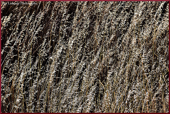 Wild Oats in a Sea Breeze w border DSC_0754