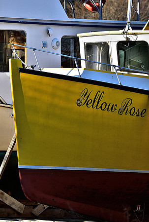 Yellow Rose DSC_0539
