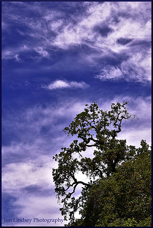 The Live Oak and the Looking Down Face w border DSC_0437