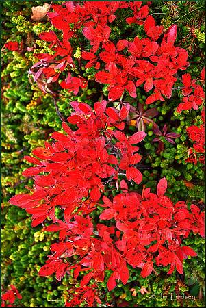 Third Study in Red and Green w border DSC_0492