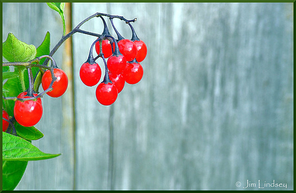 Berries by the Dock w border DSC_0036