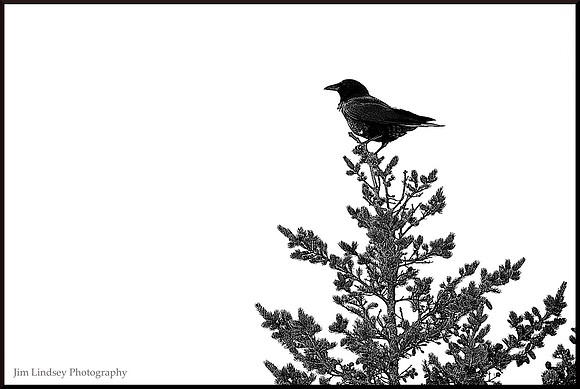 Crow Atop a Hemlock w border DSC_0365