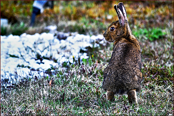 Bunny in the Burial Ground w sig DSC_0557
