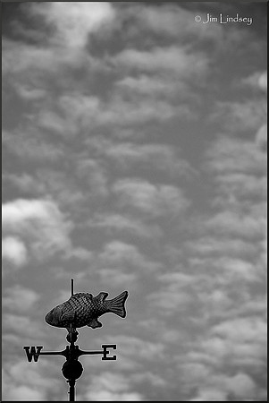 Swimming Away w border DSC_0521
