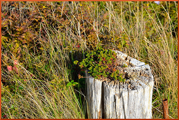 New Growth w border DSC_0009