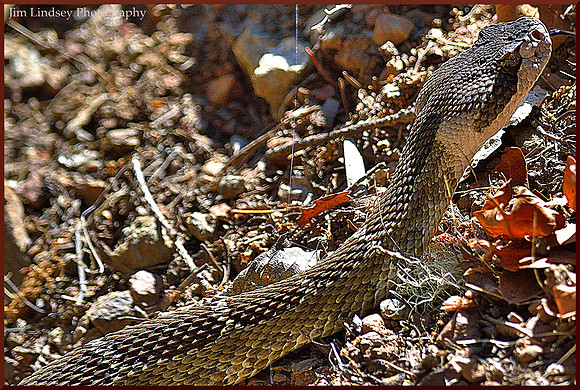 Diamondback w border DSC_0428
