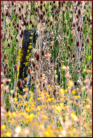 The Overwhelming w border SC_0267